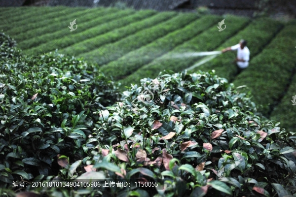 干旱茶園灌溉