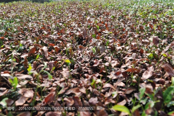 茶園旱災(zāi)