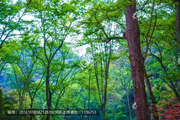 山林,樹林