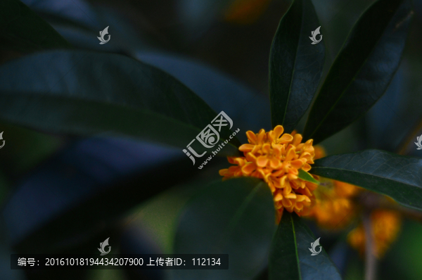 桂花香丹桂