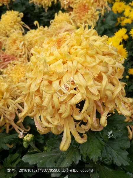 菊花