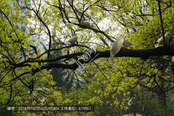 樹上白鴿
