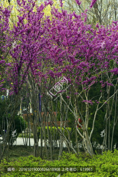 紫荊花