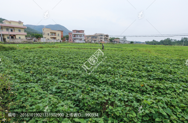 番薯地,,鄉(xiāng)村