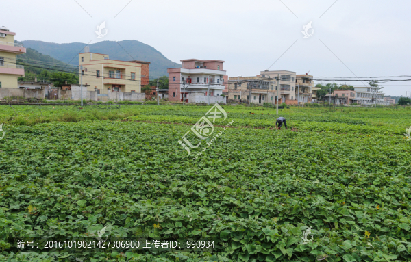 番薯地,,鄉(xiāng)村