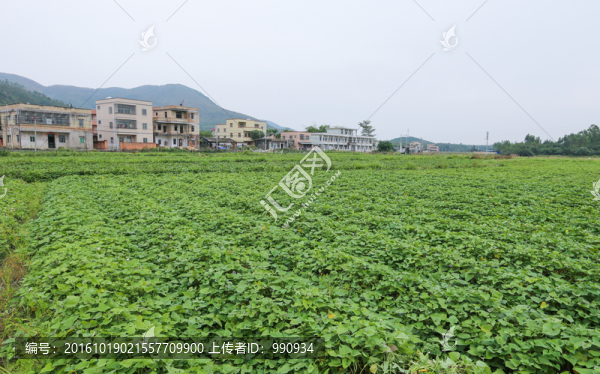 番薯地,,鄉(xiāng)村