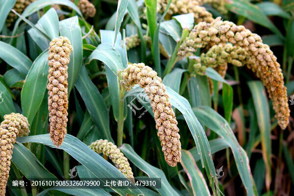 谷子,粟,谷穗