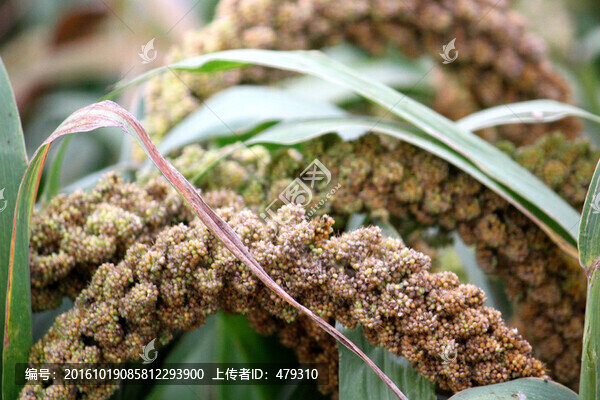 谷子,粟,谷穗