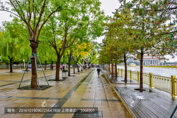 人行道,林蔭路