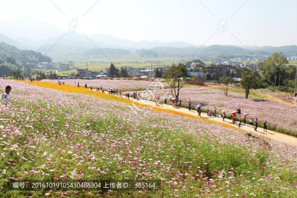 鄉(xiāng)間花海