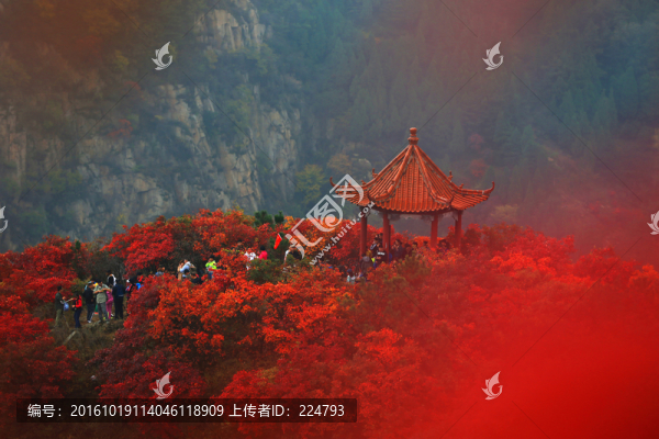 紅葉似火