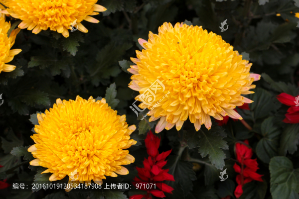 菊花