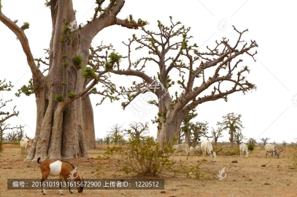 非洲猴面包樹與牲畜吃