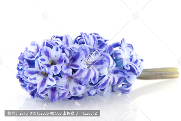 風(fēng)信子