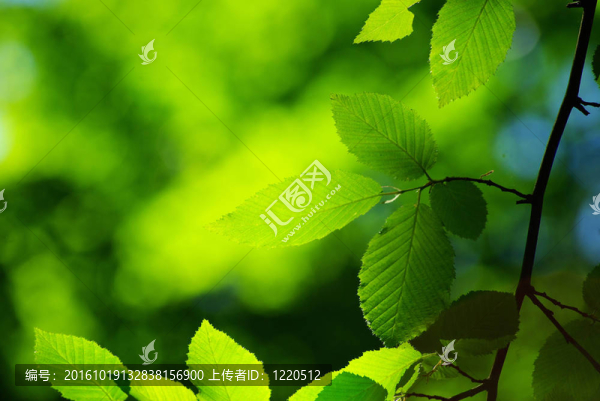 綠色的葉子
