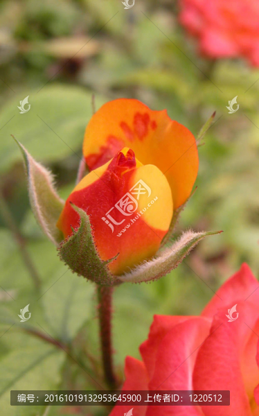 紅玫瑰
