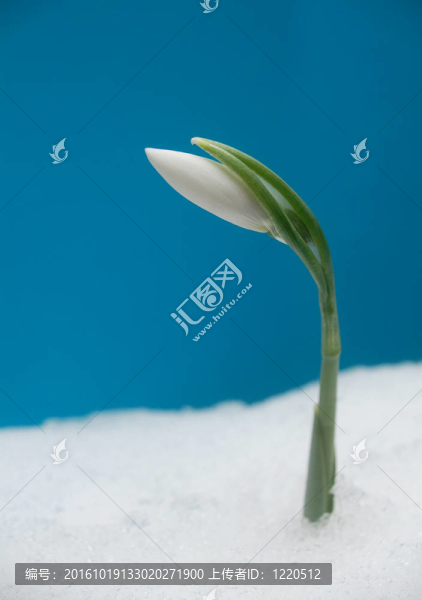 雪花蓮雪