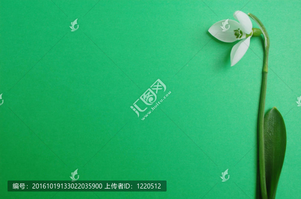 雪花蓮的背景