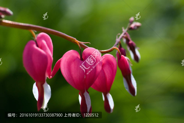 可愛的花朵
