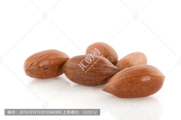 美洲山核桃