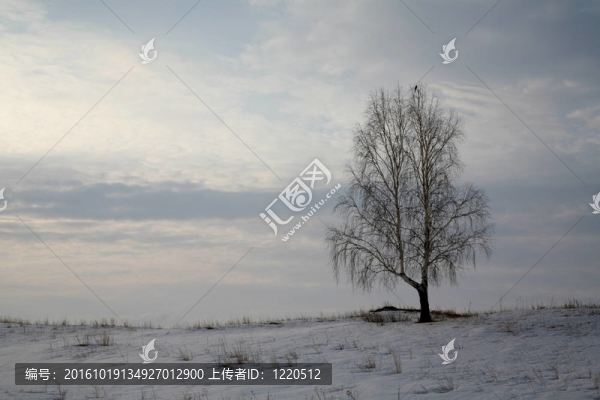冬天的風(fēng)景與孤獨(dú)的樺樹和鳥
