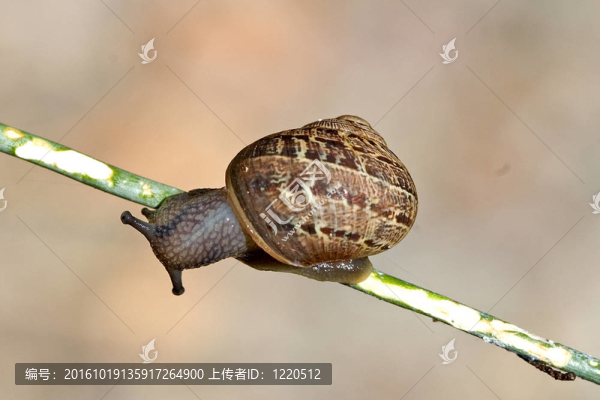 馬德拉峽谷蝸牛