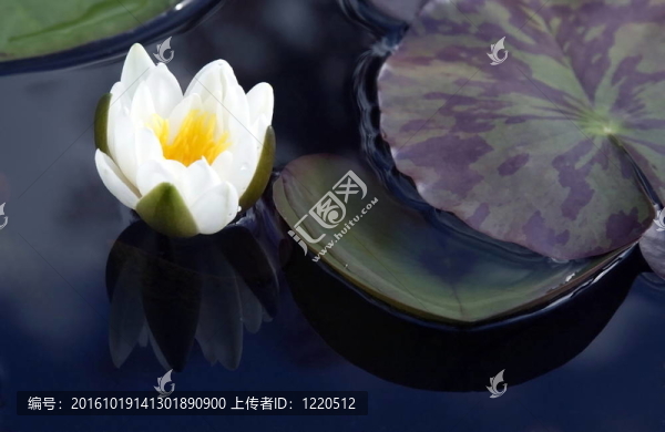 睡蓮