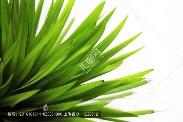 一種葉子特寫