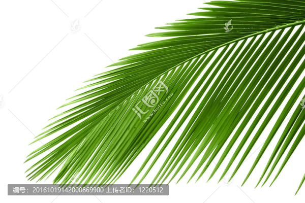 棕櫚樹(shù)葉