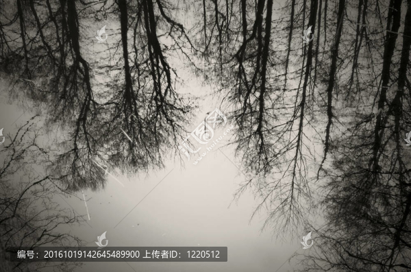 水下森林