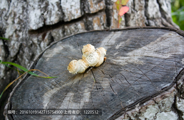 蘑菇在樹(shù)樁上
