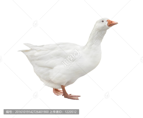 白鵝