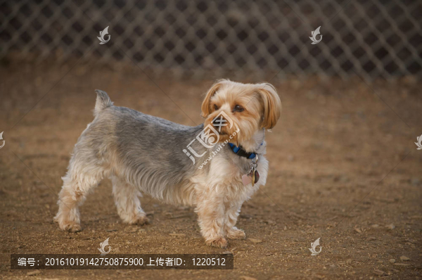一只小狗在他肩上看