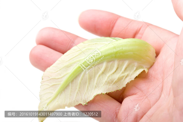 人手拿著一片開著棕櫚的綠葉