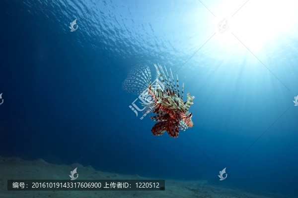 獅子魚；太陽(yáng)和海洋