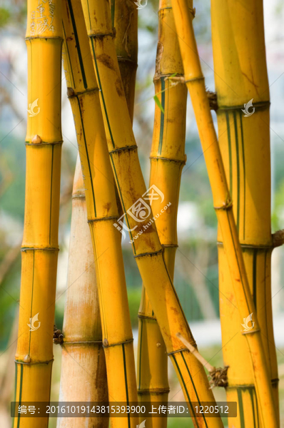 竹