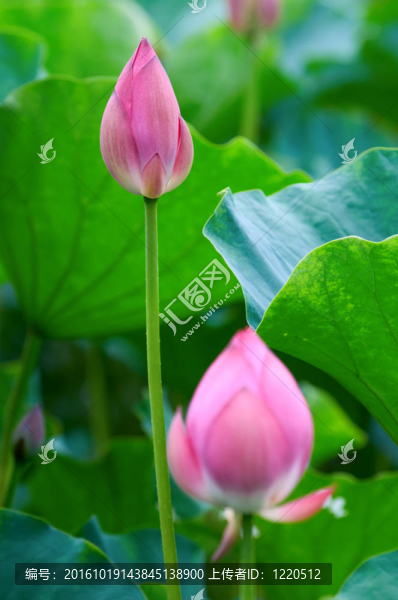荷花花蕾