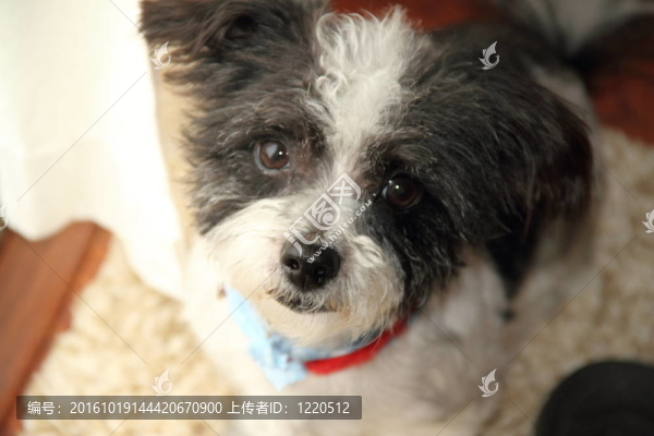 小狗