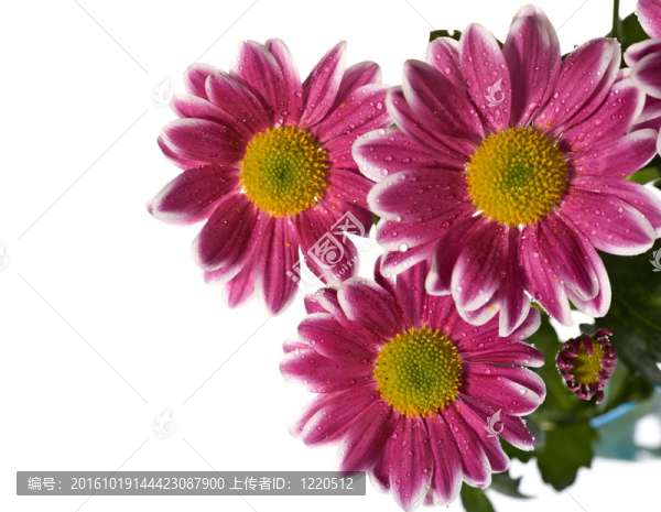 白花菊花；抽象背景