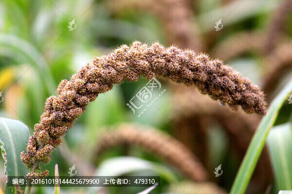 谷子,粟,谷穗,谷,小米
