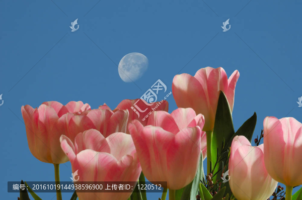 郁金香花園和Moon