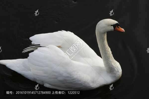 白天鵝