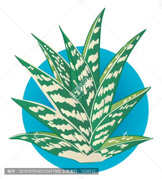 Aloe,Vera插圖