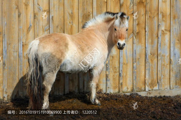 挪威峽灣馬母馬