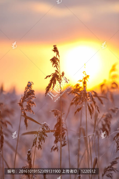 夕陽下的高草