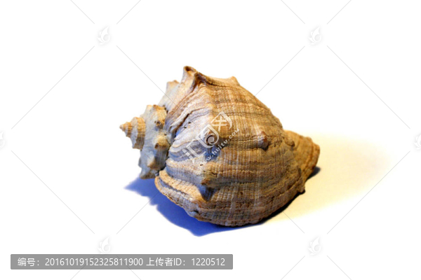 海洋動物