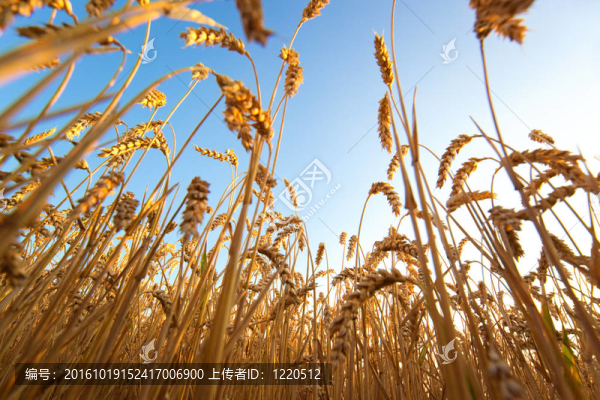 小麥田