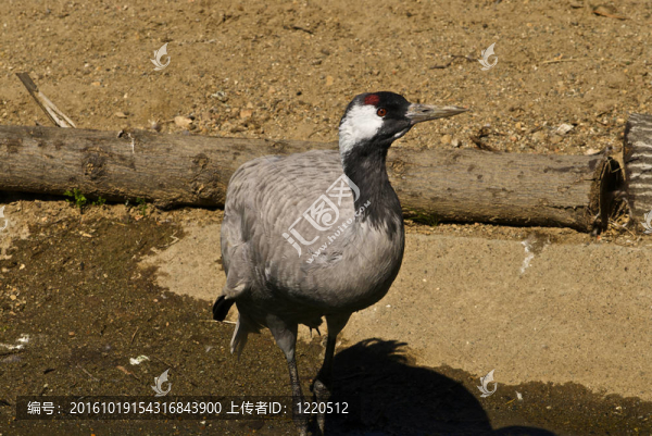 非洲冠鶴