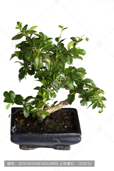 孤立的盆景樹
