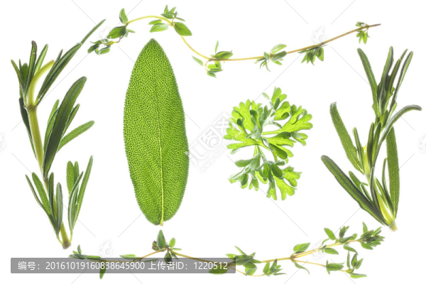 歐芹和百里香；圣人；羅斯瑪麗；